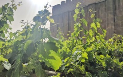 Trash-Talking Israel