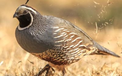 Cloudy With a Chance of Quail