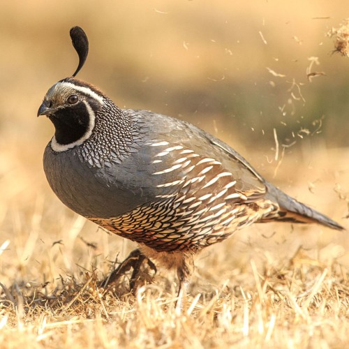 Cloudy With a Chance of Quail