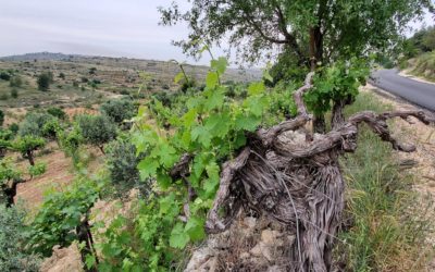 The Nazarite, the Priestly Blessings, and the 49ers