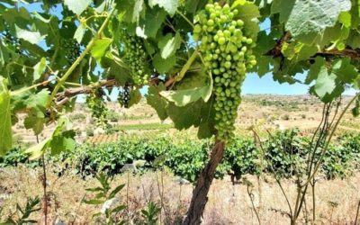 Have a Corona and a Flower!!