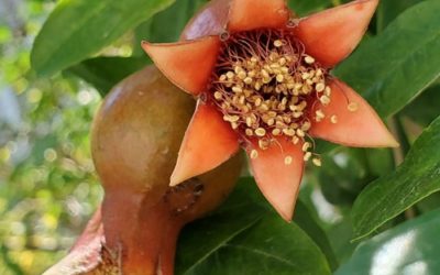 Donkey Talk, Surviving Terror, & Celebrating Sovereignty Day