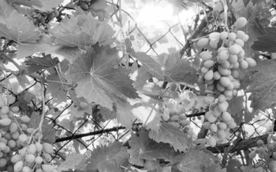 Manna in the Supermarket for the Zealot Diet