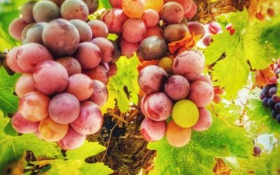 Going With the Flow: Sukkot, Lockdown, & the Last Torah Portion