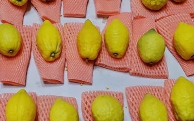 Your Biblical Political Body Type and Sukkah Safety